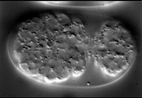 ventral enclosure-DIC