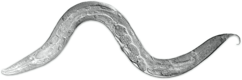 adult C. elegans