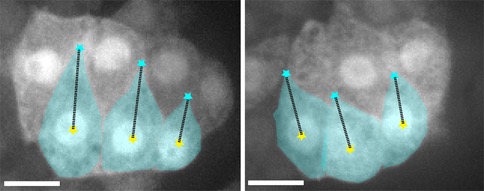 cdc42 PLoS paper