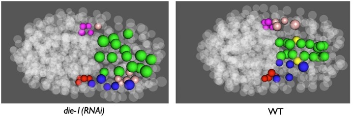 die-1 vs. wild-type lineage