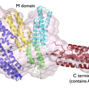 HMP-1 crystal structur
