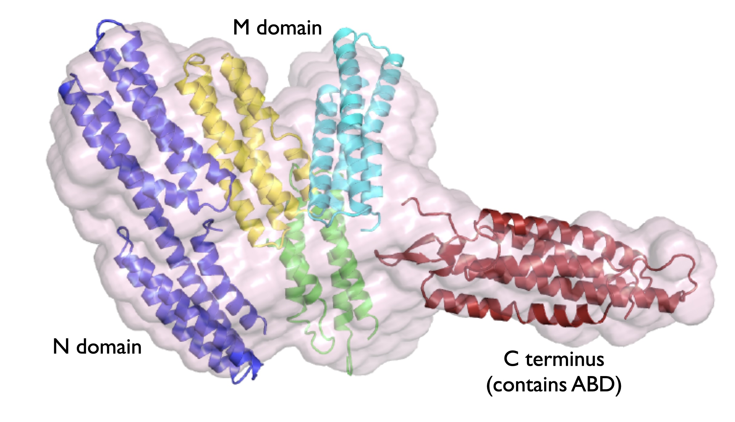 HMP-1 crystal structur