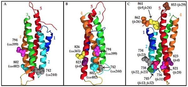 HMP-1 homology model