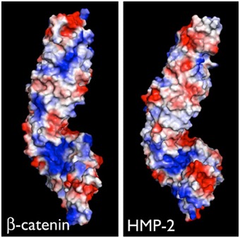 beta-catenin, HMP-2 structure