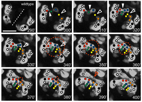 Ikegami Current Biology paper