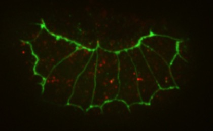 hmp-1(jc48) mutant