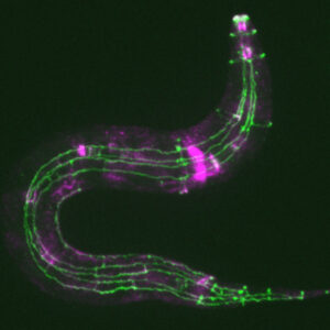 Larva (purple, HMR-1; green, AJM-1)