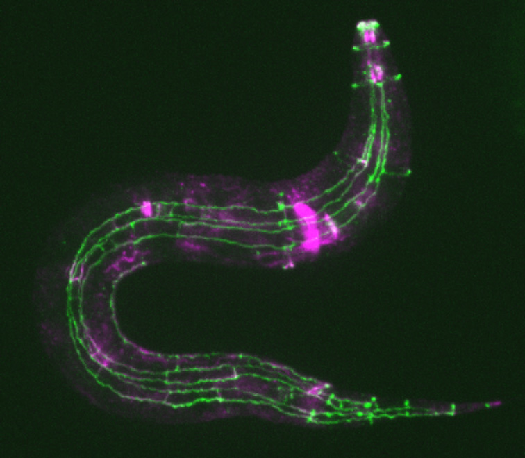 Larva (purple, HMR-1; green, AJM-1)