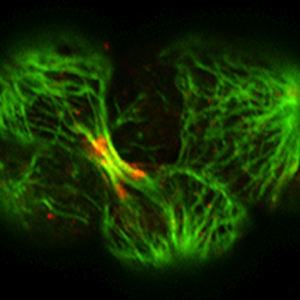 ZEN-4 (red)/tubulin (green)