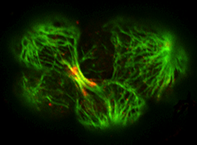 ZEN-4 (red)/tubulin (green)