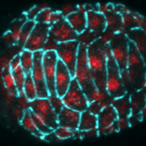 DIE-1 (red)/AJM-1 (blue)