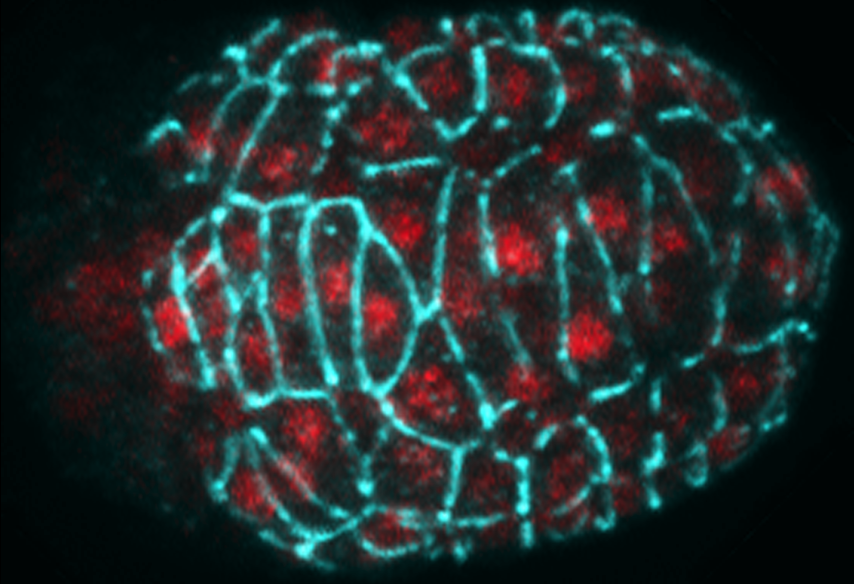 DIE-1 (red)/AJM-1 (blue)