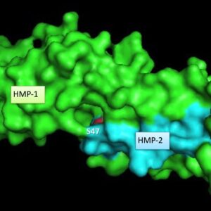 HMP-1 (green) and
HMP-2 (aqua)