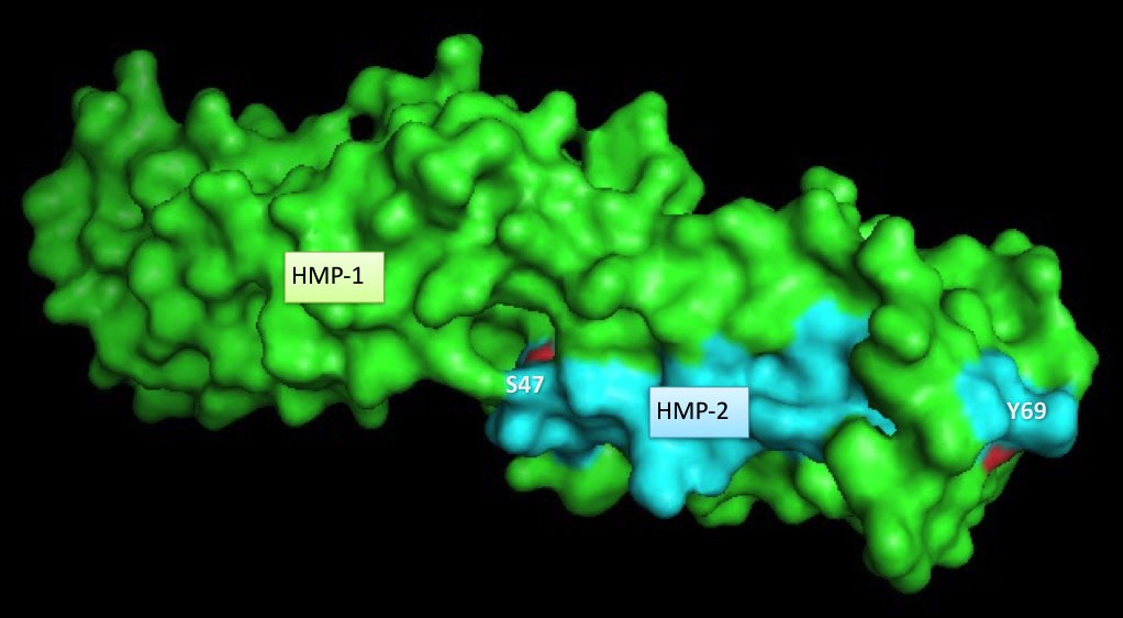 HMP-1 (green) and
HMP-2 (aqua)