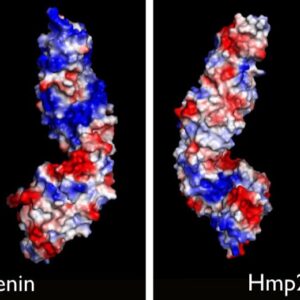 Electrostatic surface- zebrafish β-catenin/ HMP-2