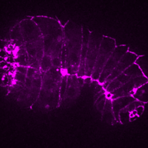 GFP::HMP-2 in
an enclosed embryo