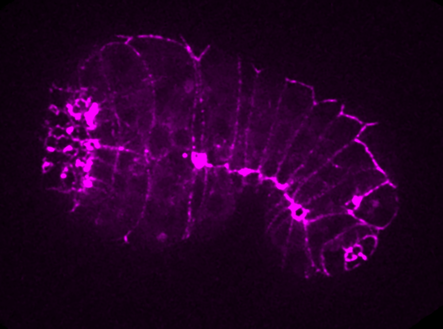 GFP::HMP-2 in
an enclosed embryo