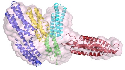 hmp-1 M domain