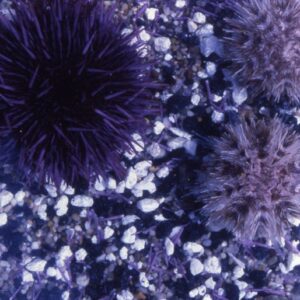 Adult L. pictus & S. purpuratus