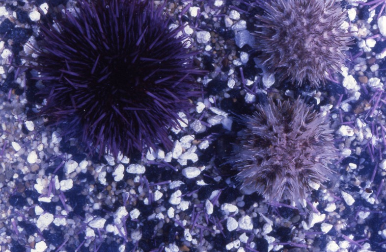 Adult L. pictus & S. purpuratus