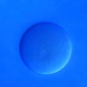 L. variegatus unfertilized egg