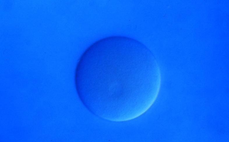L. variegatus unfertilized egg