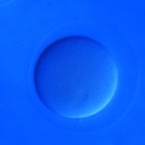 L. variegatus fertilized egg