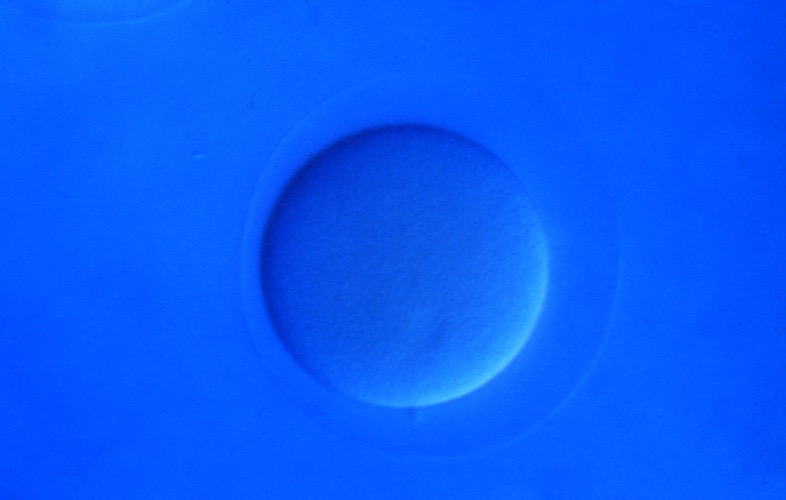 L. variegatus fertilized egg