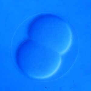 L. variegatus 2-cell