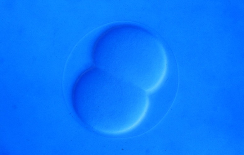 L. variegatus 2-cell