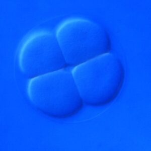 L. variegatus 4-cell