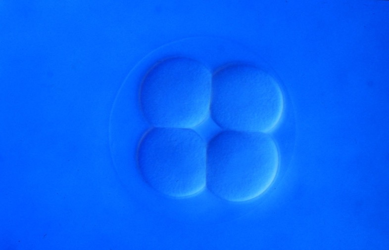 L. variegatus 8-cell