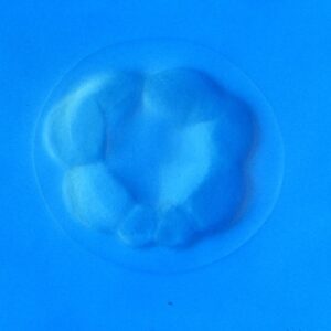 L. variegatus 16-cell