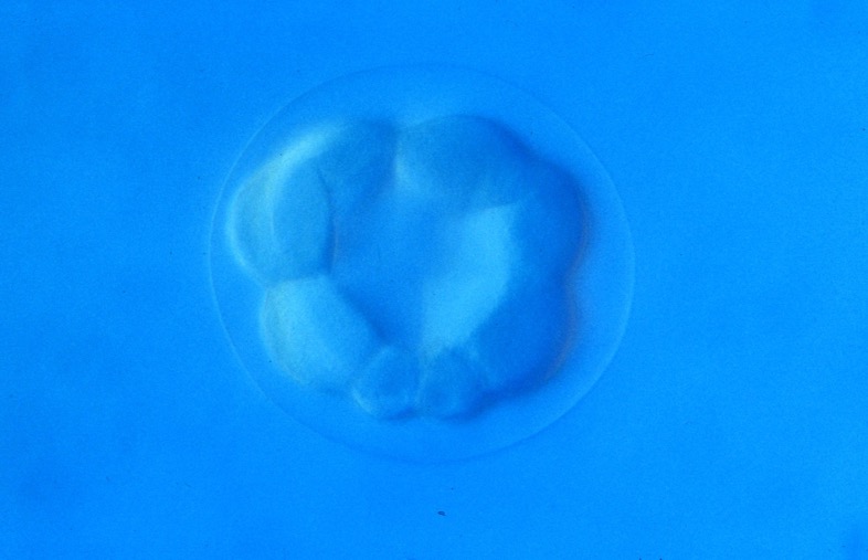 L. variegatus 16-cell