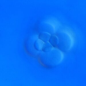 L. variegatus 16-cell, vegetal view