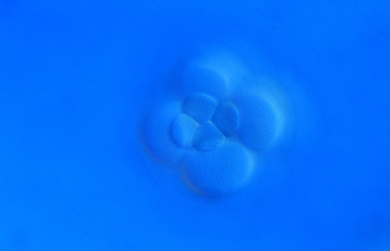 L. variegatus 16-cell, vegetal view