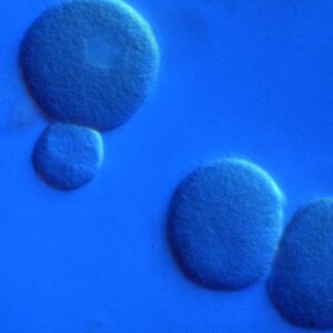 Isolated L. variegatus 16-cell blastomeres