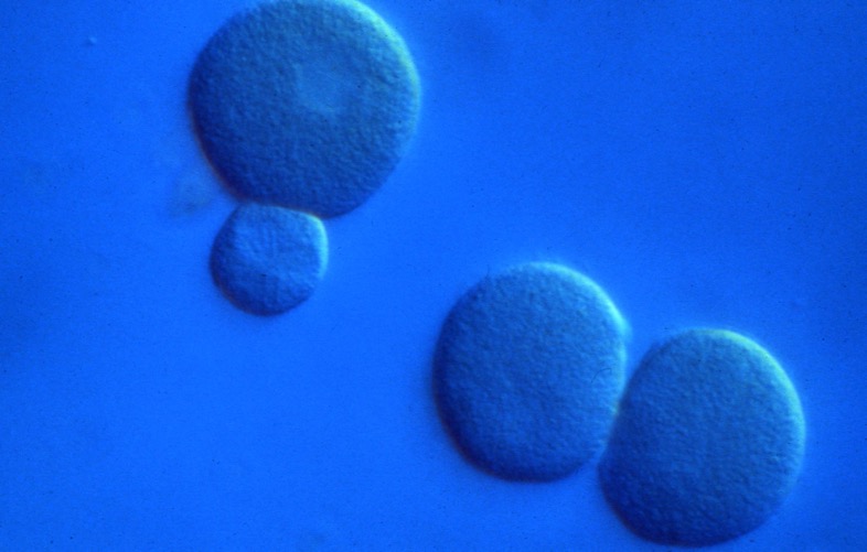 Isolated L. variegatus 16-cell blastomeres