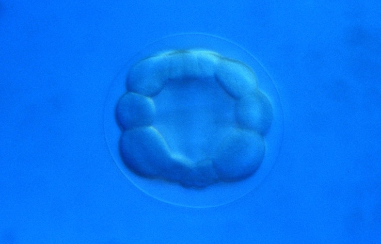 L. variegatus late 16-cell