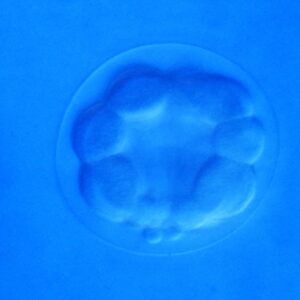 L. variegatus 32-cell