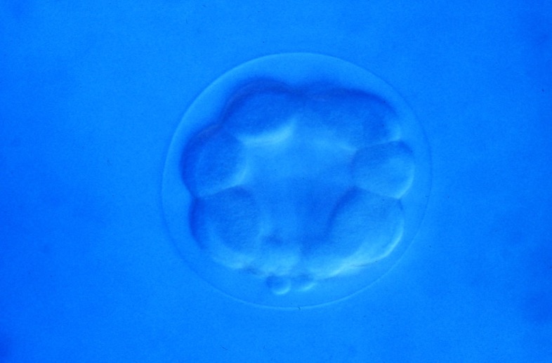 L. variegatus 32-cell