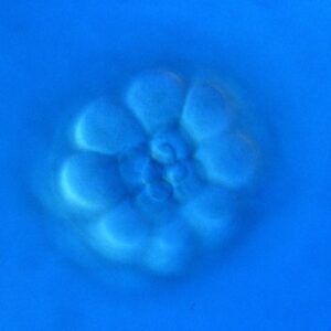 L. variegatus 32-cell (vegetal)