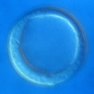 L. variegatus hatched blastula