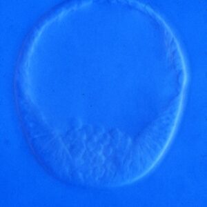 L. variegatus mesenchyme blastula