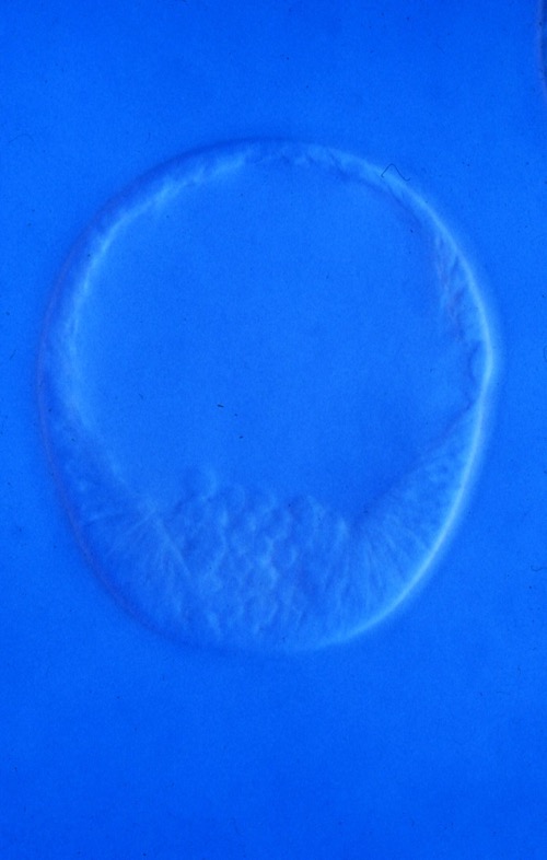 L. variegatus mesenchyme blastula