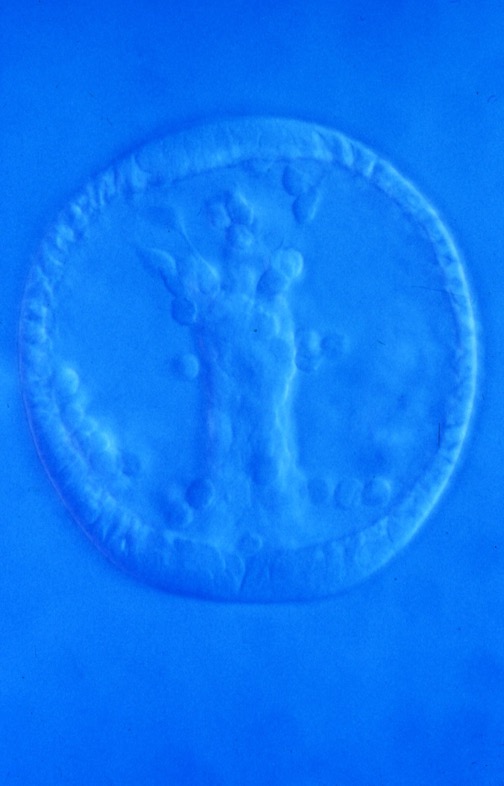 L. variegatus late gastrula