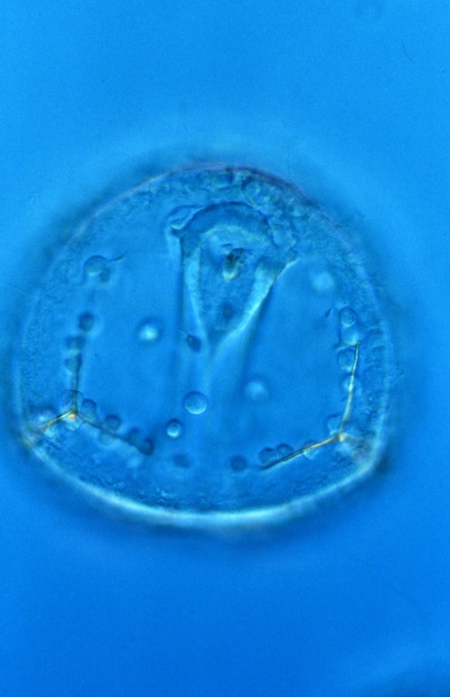 L. variegatus late gastrula - oral view