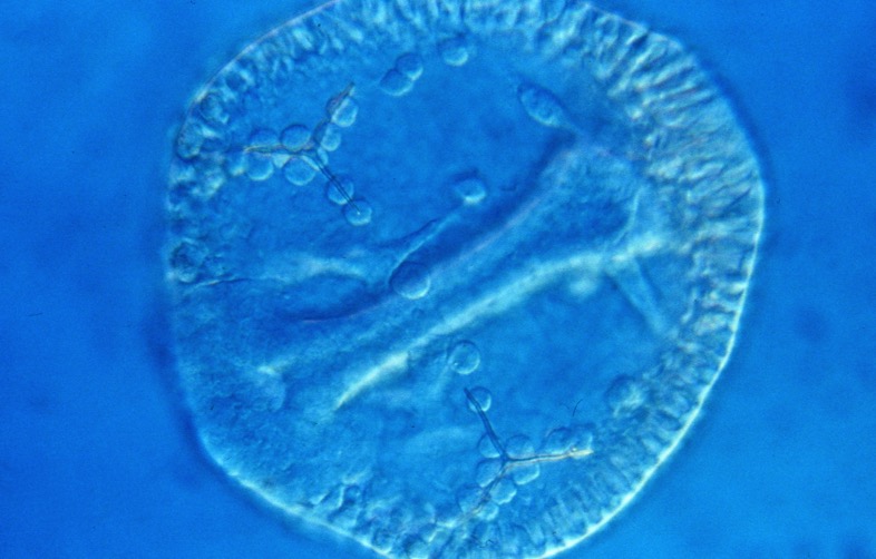 L. variegatus prism stage