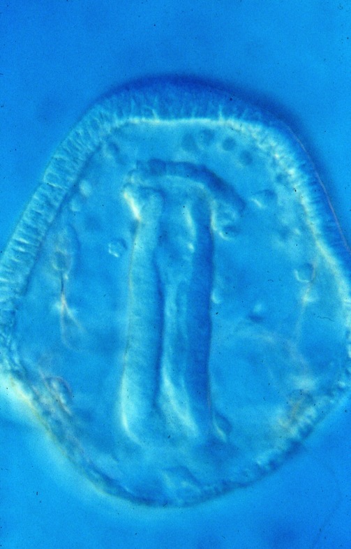 L. variegatus late prism stage