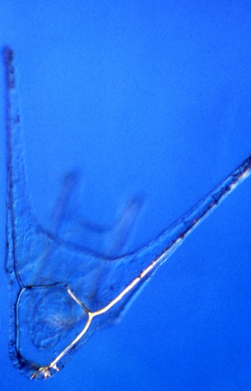 L. variegatus pluteus